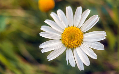 Close-up of white daisy