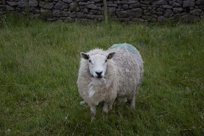 Portrait of sheep standing on field