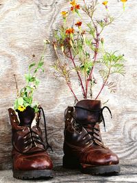 Close-up of shoes on plant