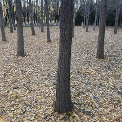 Close-up of bare tree in forest