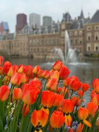 Close-up of red tulip flowers in city