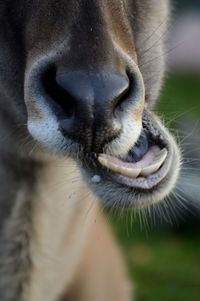 Close-up of cow