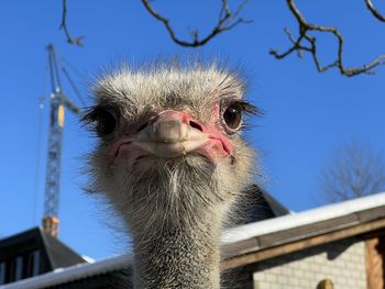 ostrich