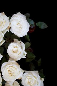 Close-up of rose bouquet against black background