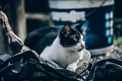 Close-up of cat looking at camera