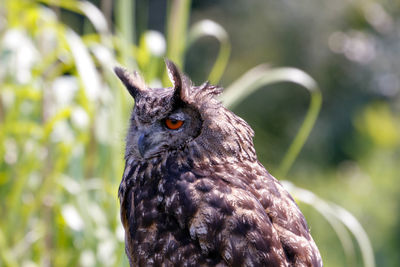 Close-up portrait of a bird