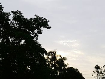 Low angle view of trees against sky