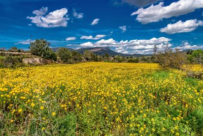 Yellow flowering plants on field against sky