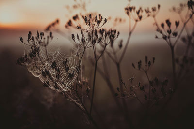 Close-up of wilted plant against sky during sunset