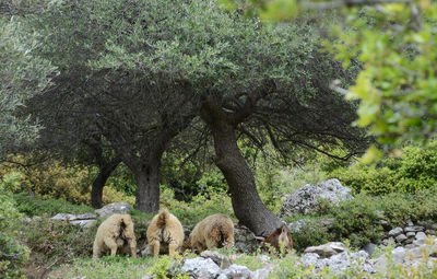 View of sheep on field