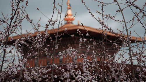 Cherry blossoms and a buddhist temple 