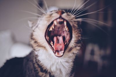 Close-up of cat yawning at home