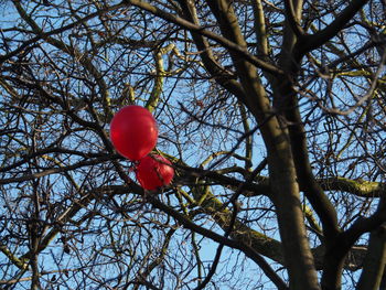 Low angle view of bare tree against sky