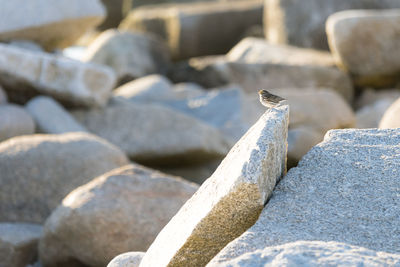 Small bird at crystal crescent beach provincial park, sambro creek, ns, canada