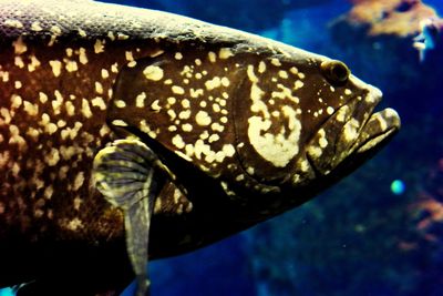 Close-up of turtle in sea