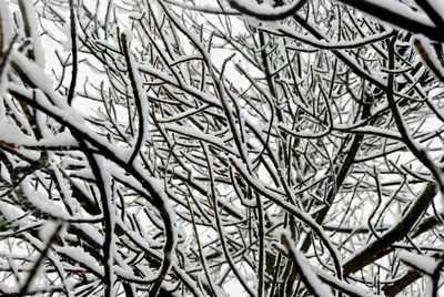 Close-up of bare tree during winter