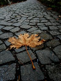 Fallen leaves on road