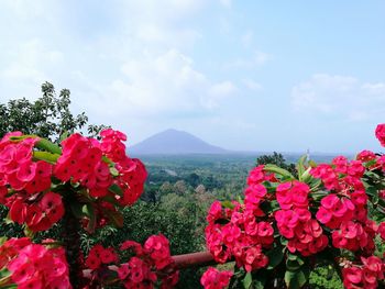 Close-up of bougainvillea blooming by tree against sky