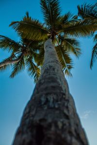 Low angle view of palm tree against sky