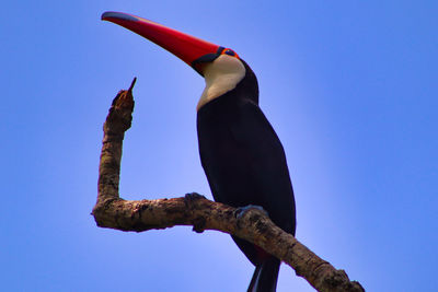 Low angle view of bird perching on branch against blue sky