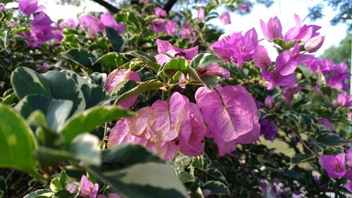 Close-up of pink flowers blooming outdoors