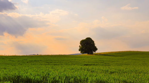 Lonely tree in the middle of the field against the evening sky