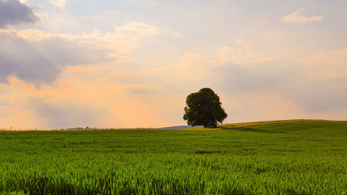 Lonely tree in the middle of the field against the evening sky