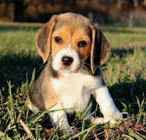 Portrait of puppy sitting in grass