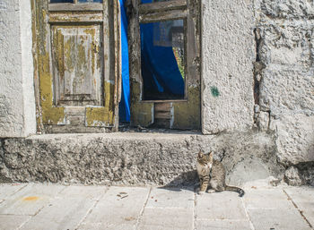 Tabby cat sitting on footpath against doorway of old building