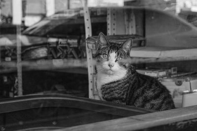 Portrait of a cat looking away