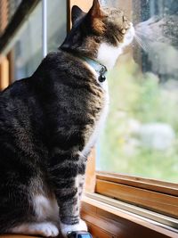 Cat looking through window