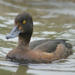 Close-up of bird in water