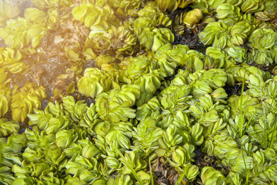 Full frame shot of green leaves