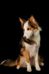 Close-up of dog looking away