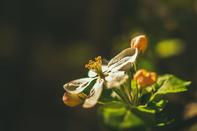 Close-up of flower blooming outdoors