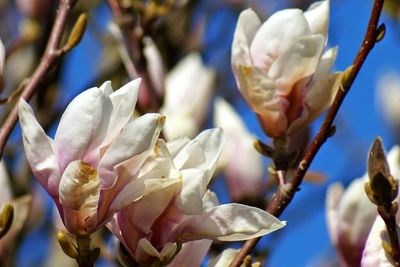Close-up of flowers