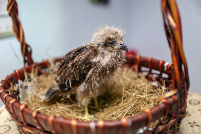 Close-up of birds in nest