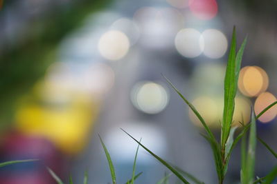 Close-up of grass growing outdoors