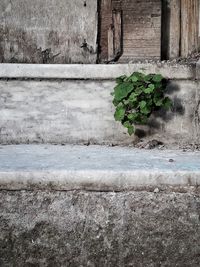 Close-up of plants against wall