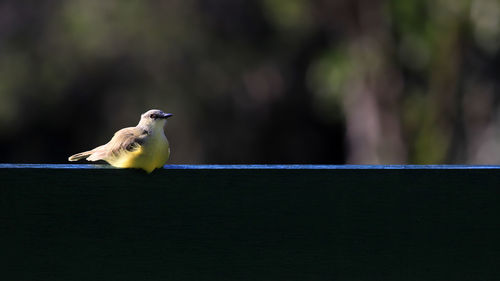 Bird perching on railing