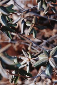 High angle view of plant growing on tree