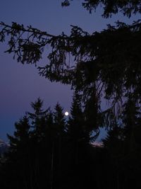 Low angle view of silhouette trees against sky at night