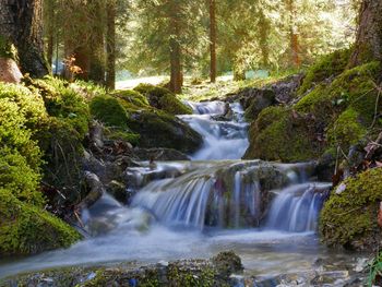 Scenic view of waterfall in forest