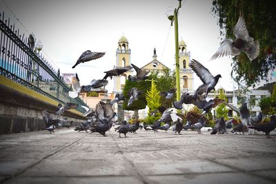 View of birds flying over church