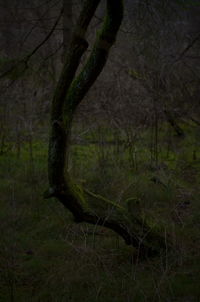 Close-up of tree trunk in forest