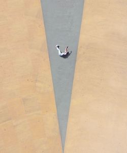 High angle view of bird on road
