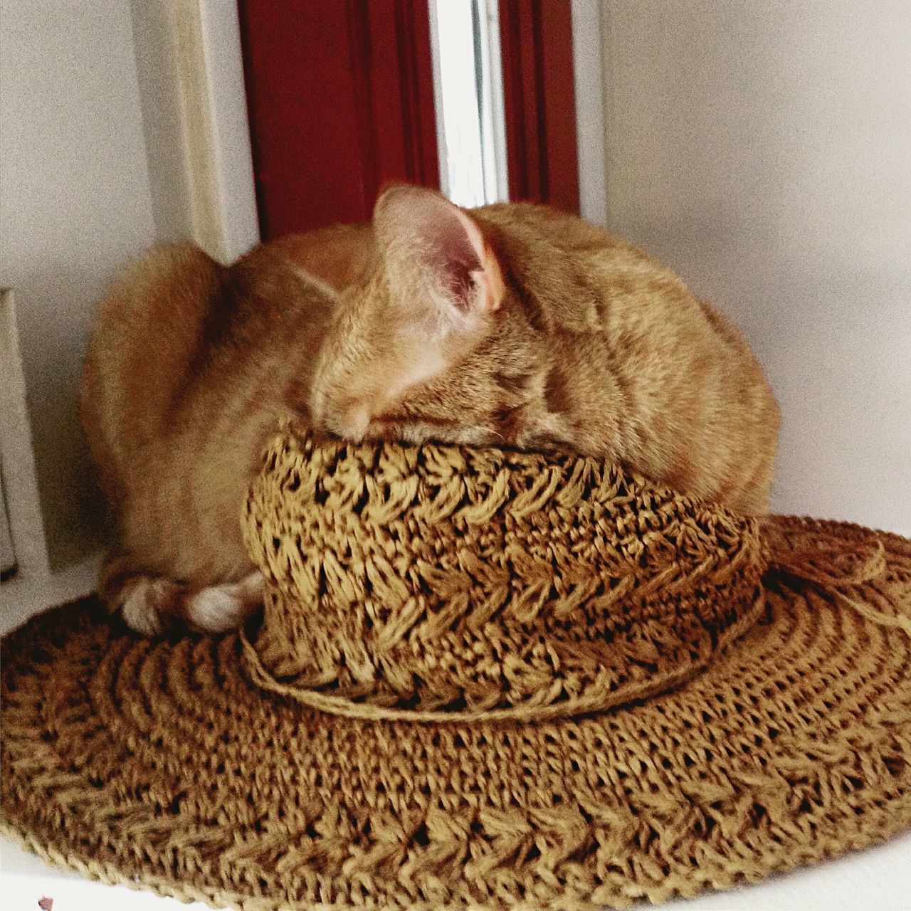 CAT ON TABLE