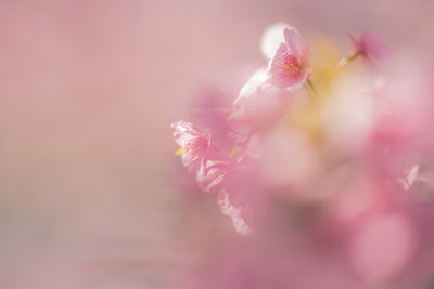 Close-up of pink cherry blossom