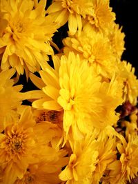 Close-up of yellow chrysanthemum blooming outdoors