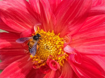 Close-up of bee pollinating on pink flower